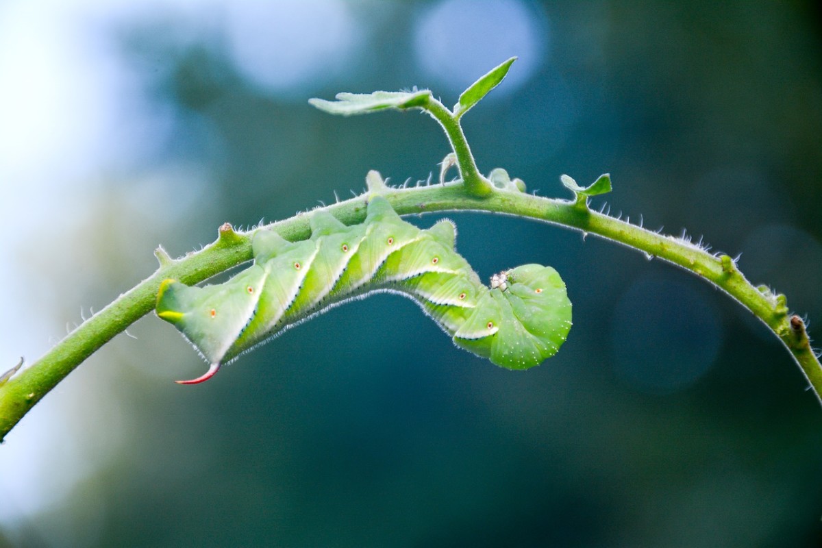 Tomato Hornworm Caterpillar Identification and Control HubPages