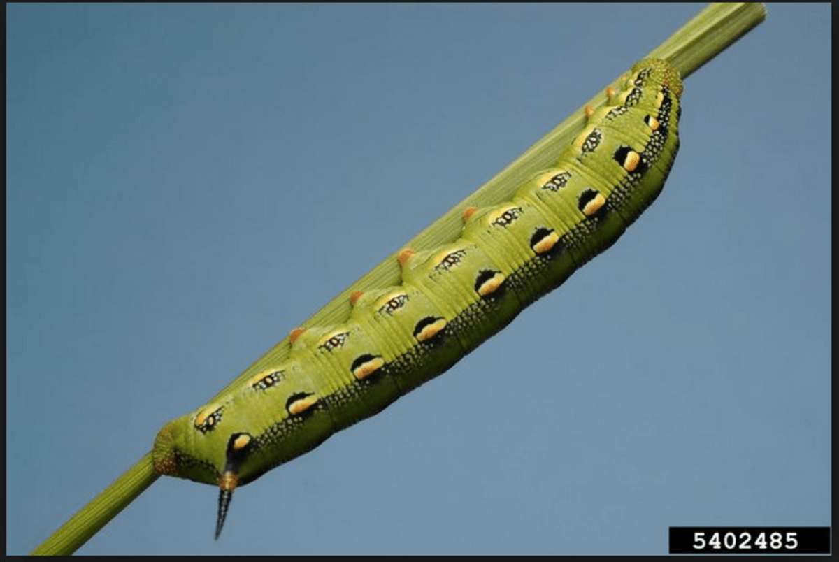 Green Caterpillar Identification Guide 18 Common Types Owlcation
