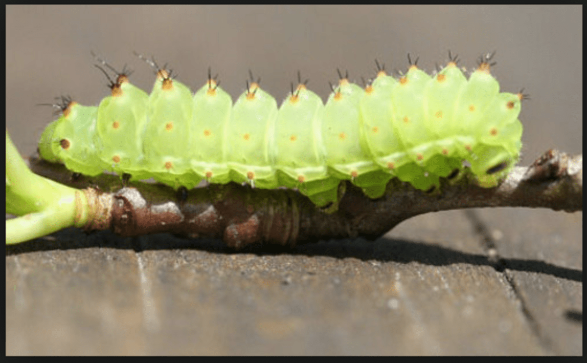 Green Caterpillar Identification Guide 18 Common Types Owlcation
