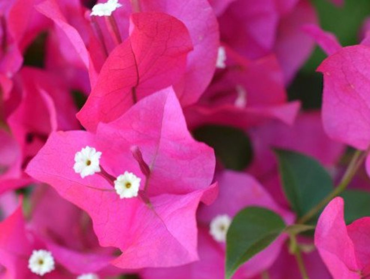 How to Grow and Care For a Beautiful Bougainvillea Dengarden