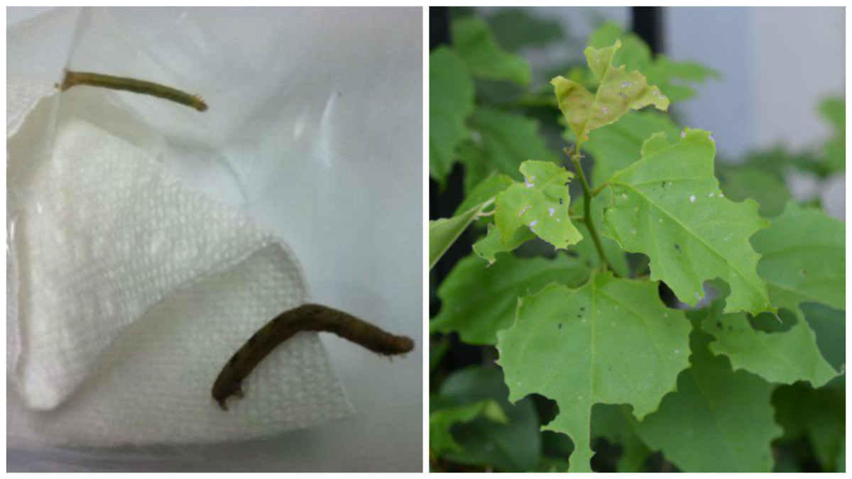 How to Grow and Care for a Beautiful Bougainvillea Dengarden