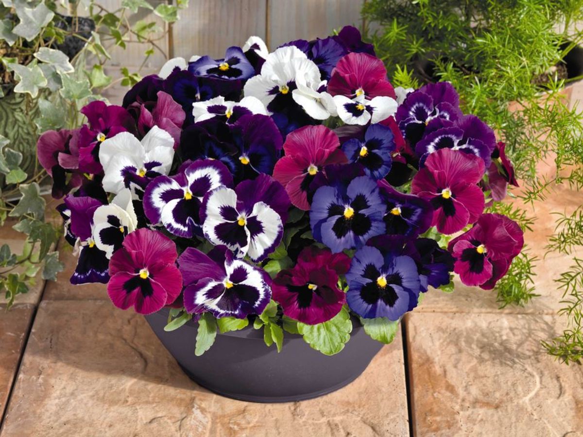 How to Plant and Care for WinterBlooming Pansies Dengarden