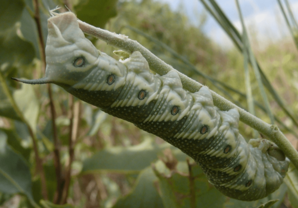 Identifying the Caterpillars Eating Your Tomatoes Dengarden