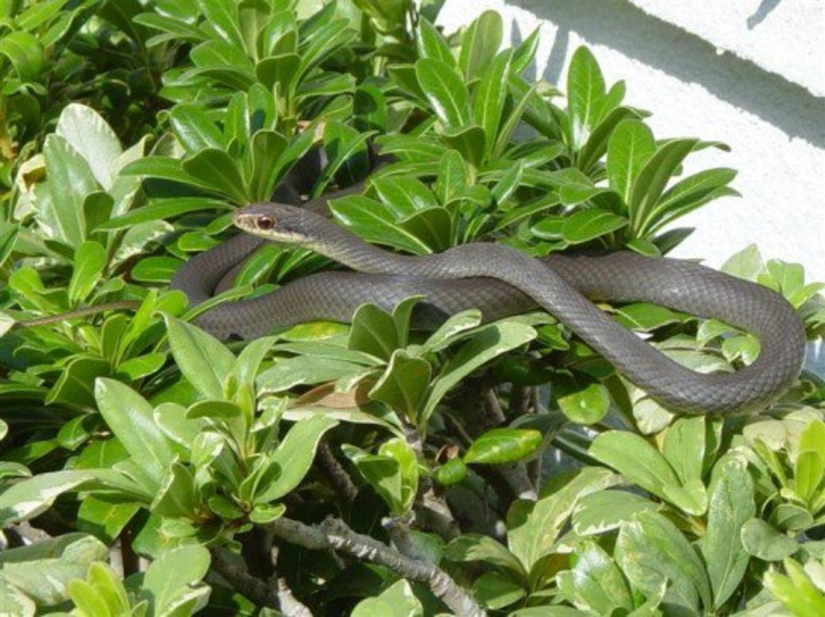 Facts About Southern Black Racer Snakes Owlcation