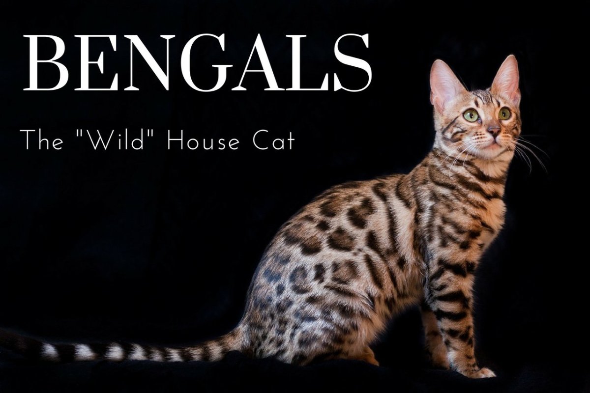 The Joys and Hazards of Living With a Pet Bengal Cat PetHelpful