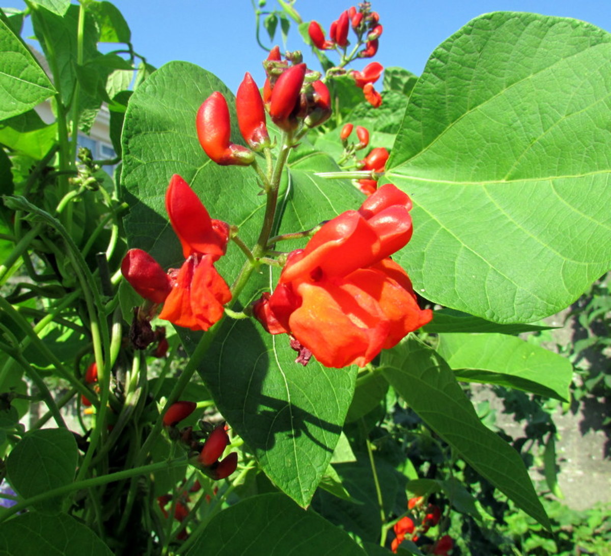 How to Plant and Grow Runner Beans on a Trellis From Seeds Dengarden