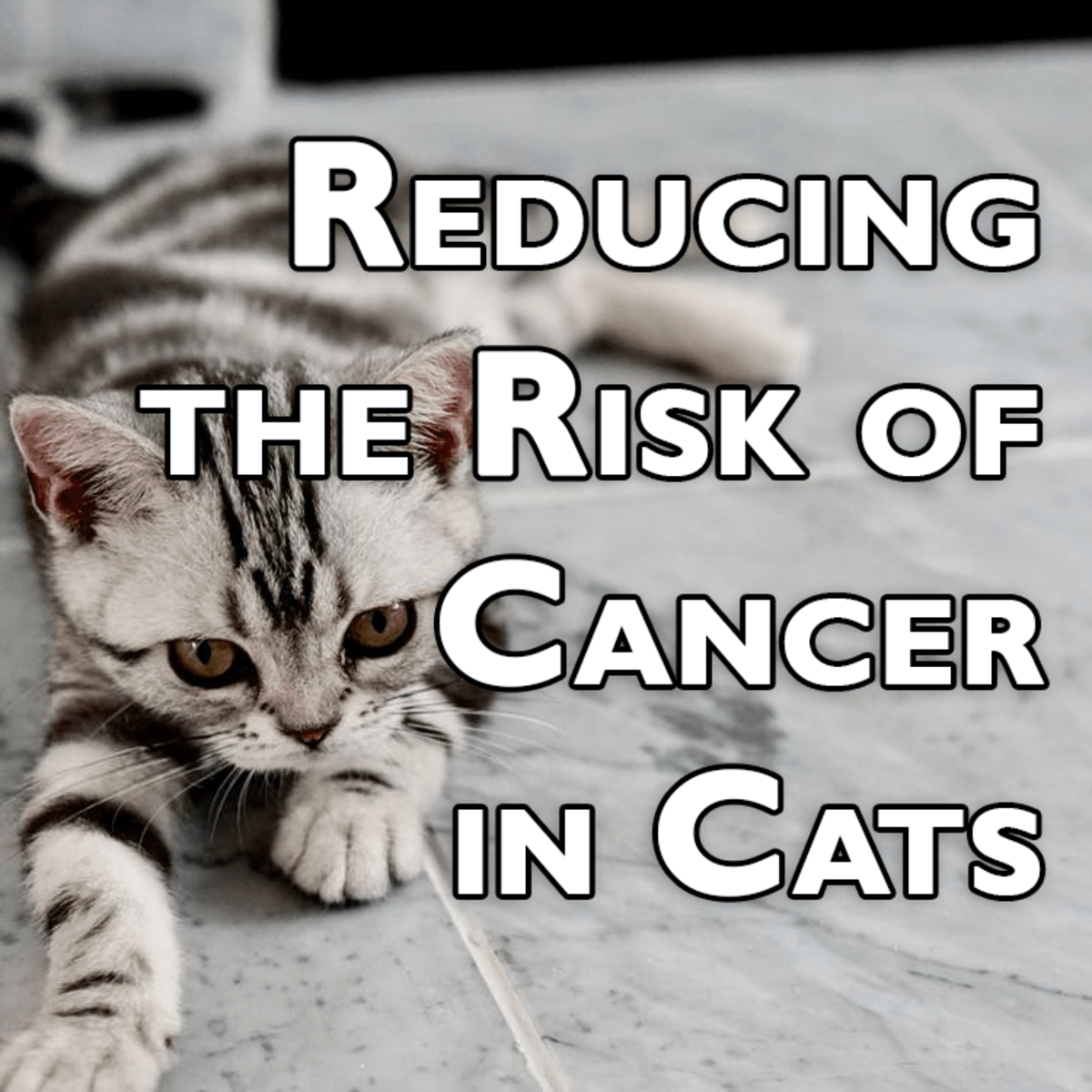 Reducing the Risk of Cancer in Cats How to Prevent Cancer in Your Feline Friend PetHelpful