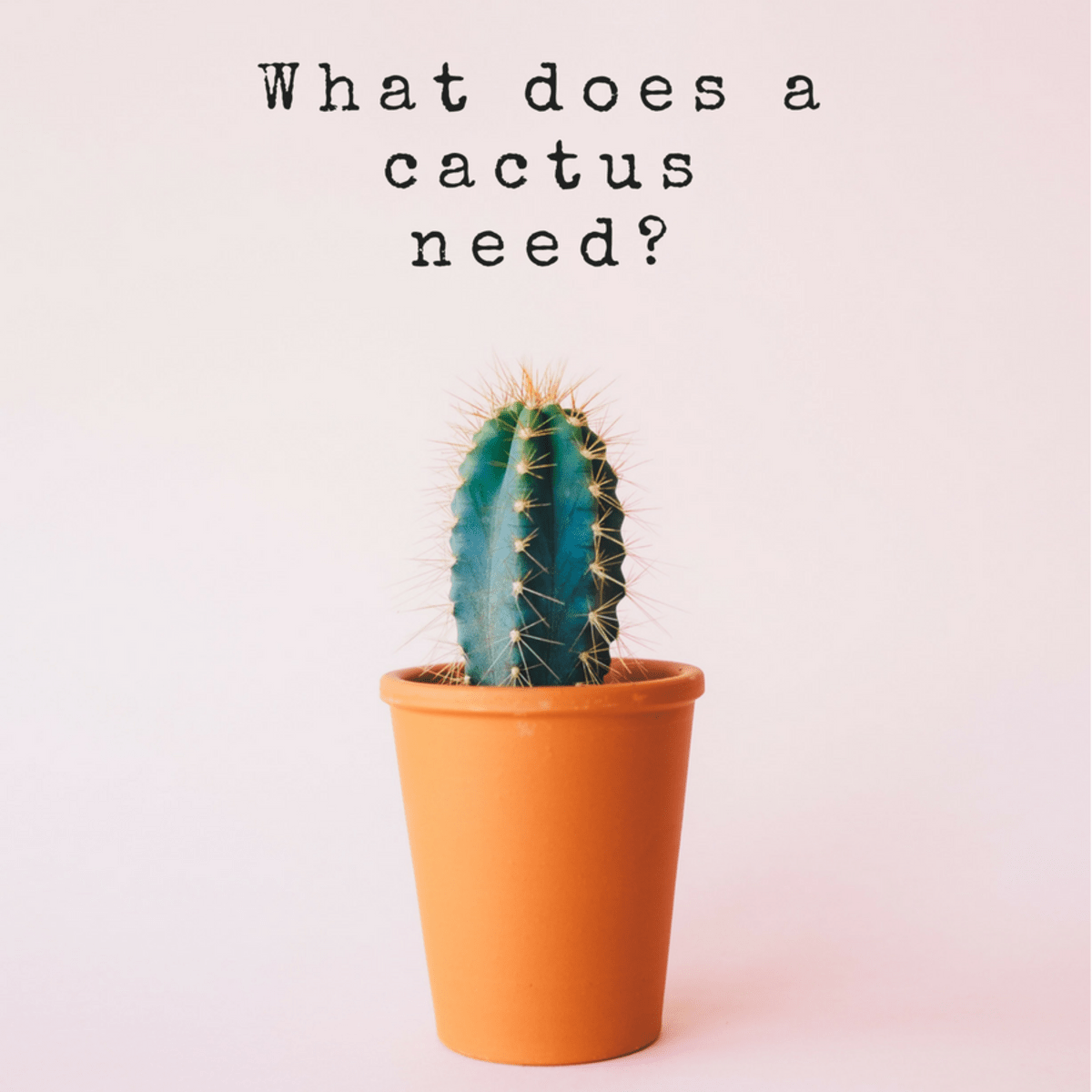 How Often Do You Water a Cactus? Dengarden