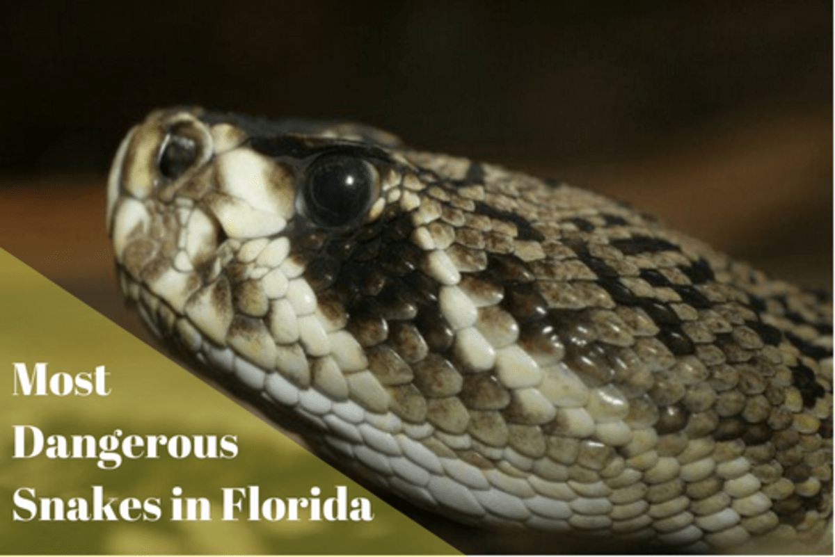 6 Most Dangerous Snakes in Florida Owlcation
