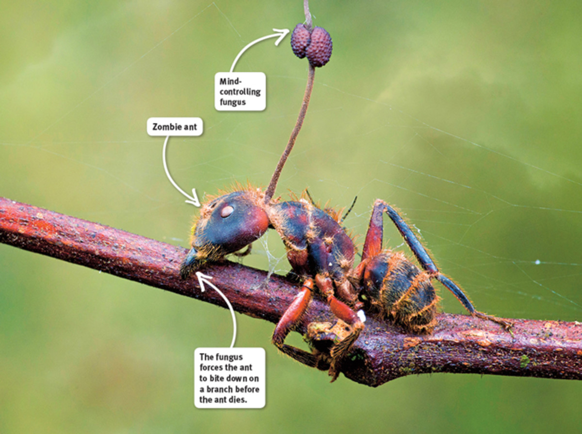 Ants Selectively Infected With Cordyceps "Zombie" Fungus Owlcation
