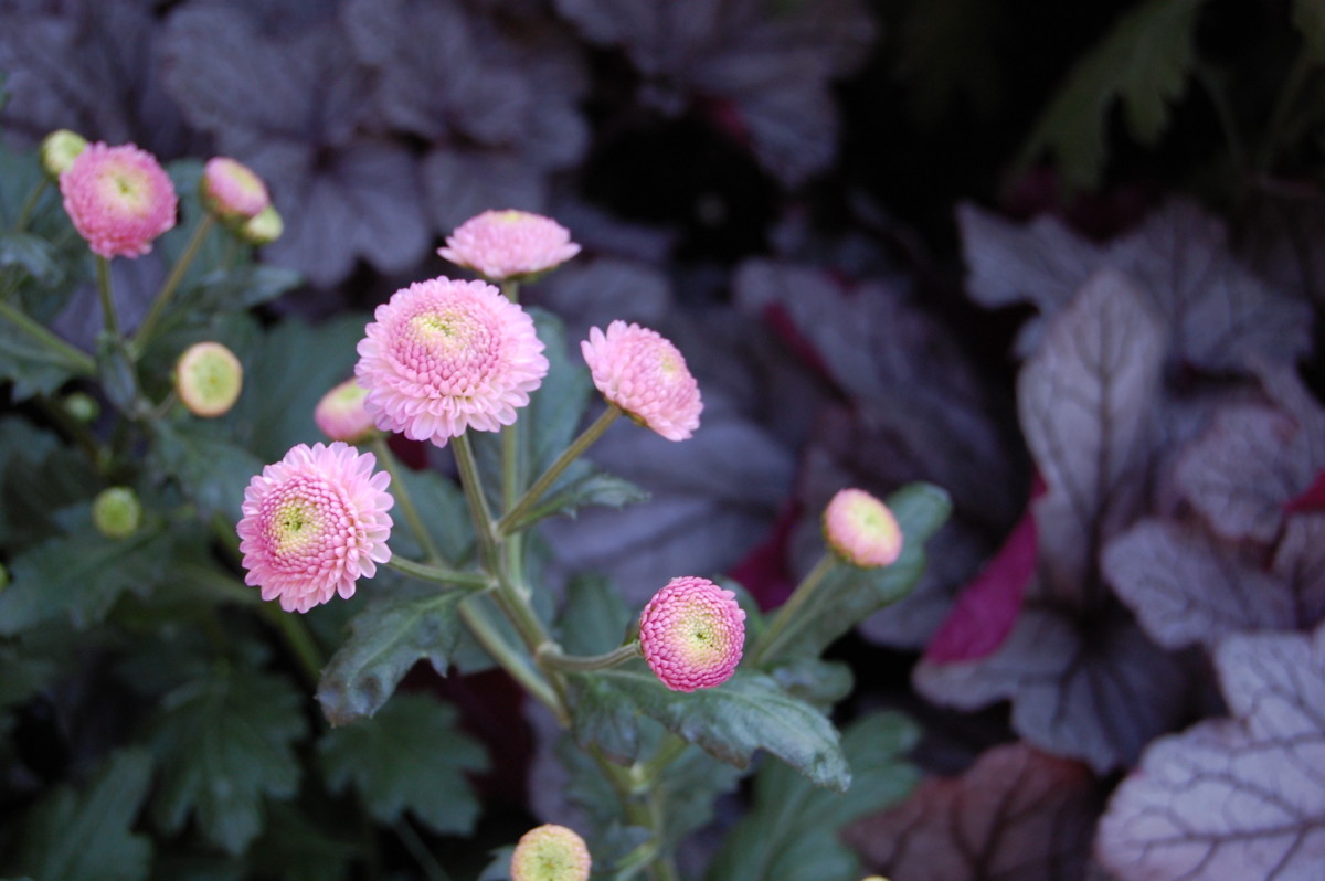 How to Grow Chrysanthemums for Fall Color Dengarden
