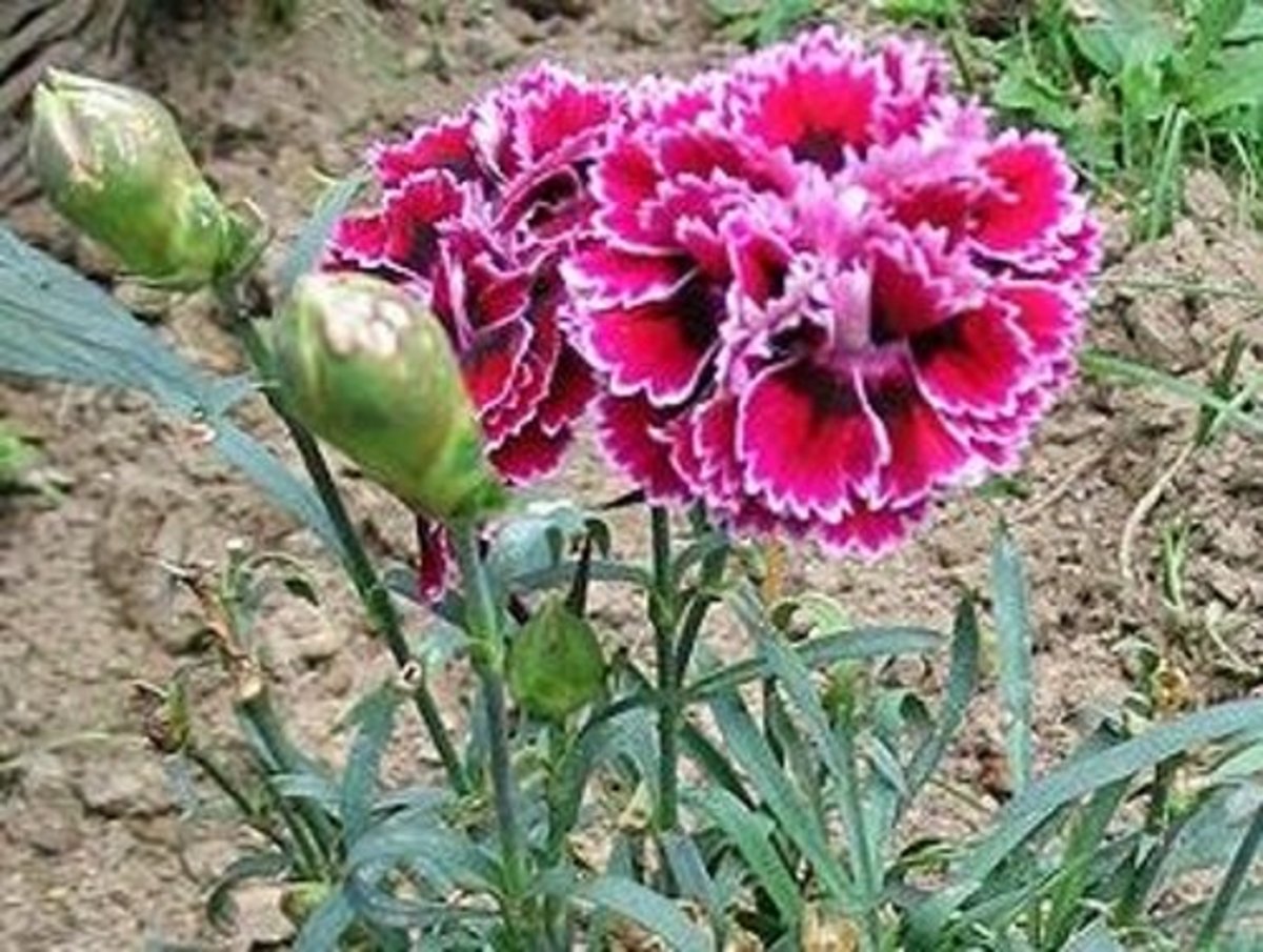 25 Flowers You Can Eat Delishably