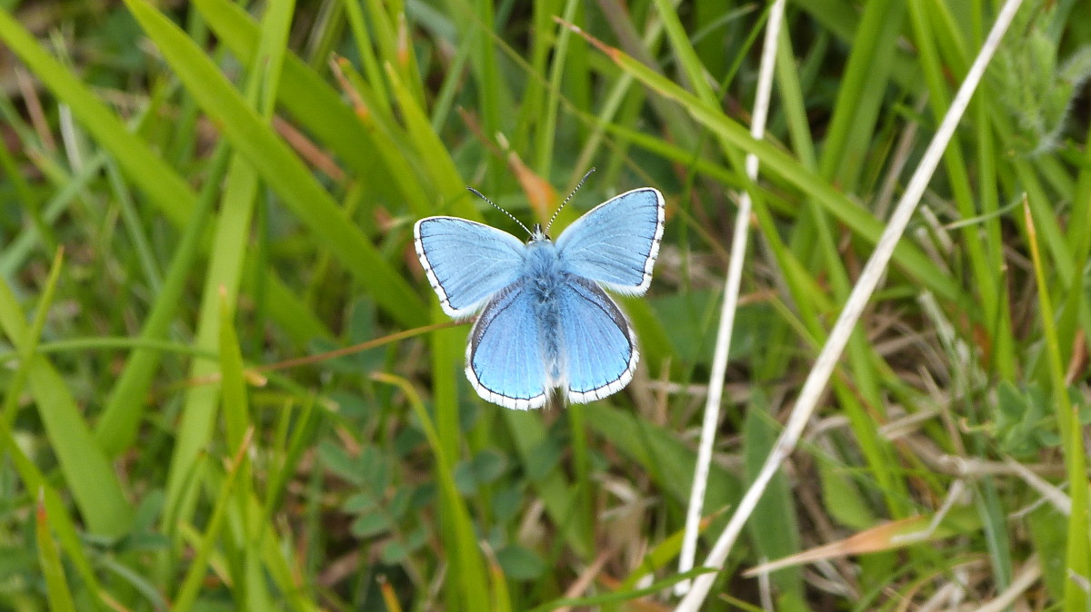Blue Butterfly Uk Species at Marion Word blog