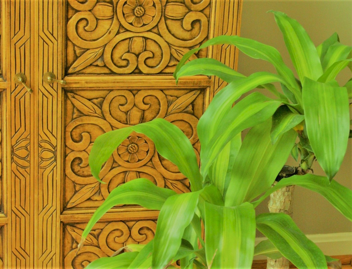 How to Care for Mass Cane (a.k.a. Corn Plant or Dracaena Massangeana