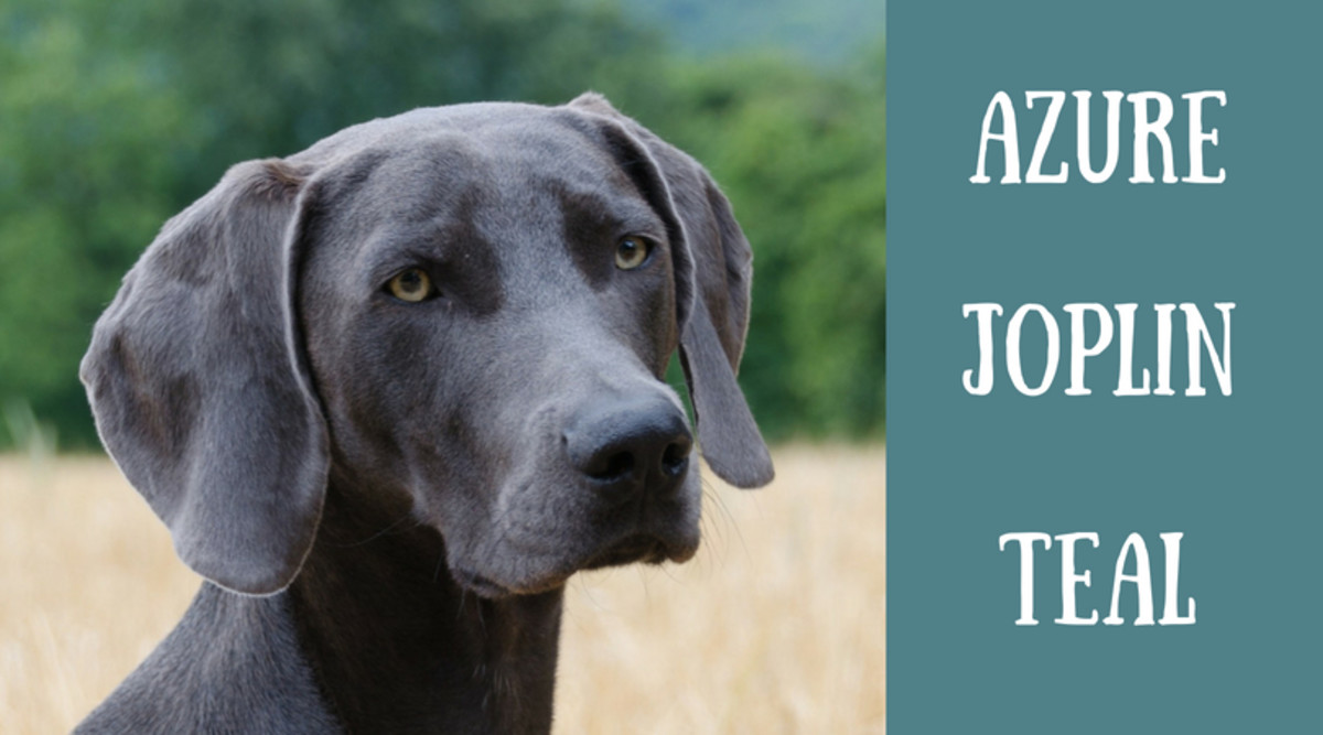 140+ Unique Names for Blue, Gray, and Silver Dogs PetHelpful