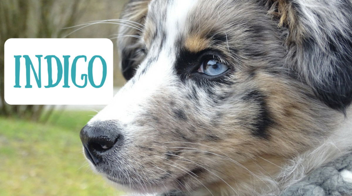 140+ Unique Names for Blue, Gray, and Silver Dogs PetHelpful