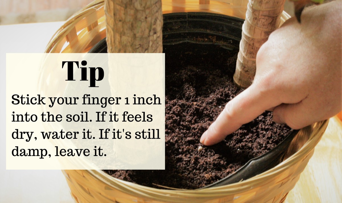 How to Care for Mass Cane (a.k.a. Corn Plant or Dracaena Massangeana