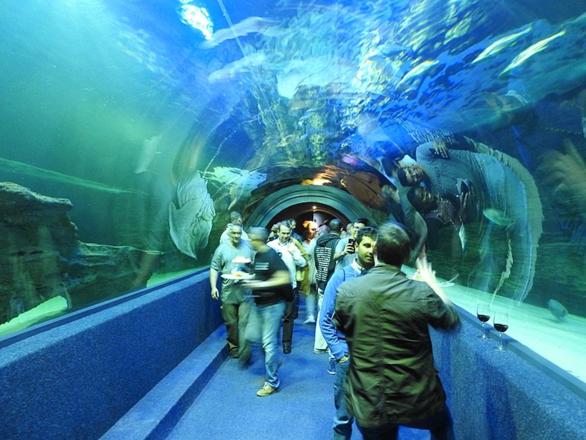 Only in South Africa The Knysna Seahorse Owlcation