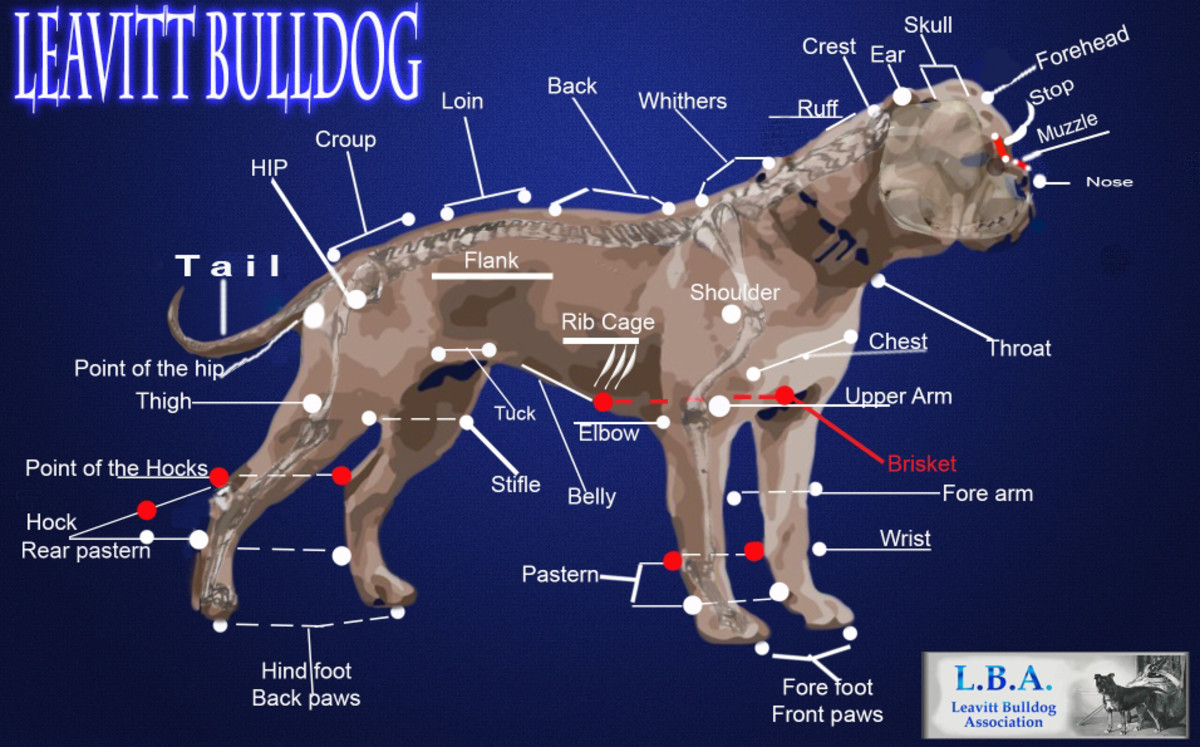 Olde English Bulldogge Information and Facts Is This Dog