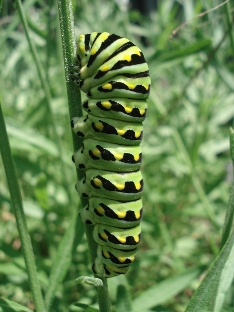 Striped Caterpillar Identification Guide Owlcation