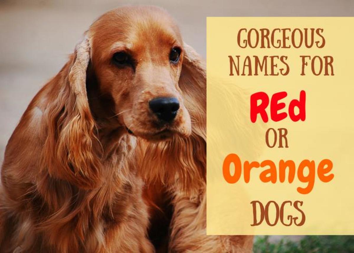 200+ Unique Red and Orange Dog Names PetHelpful