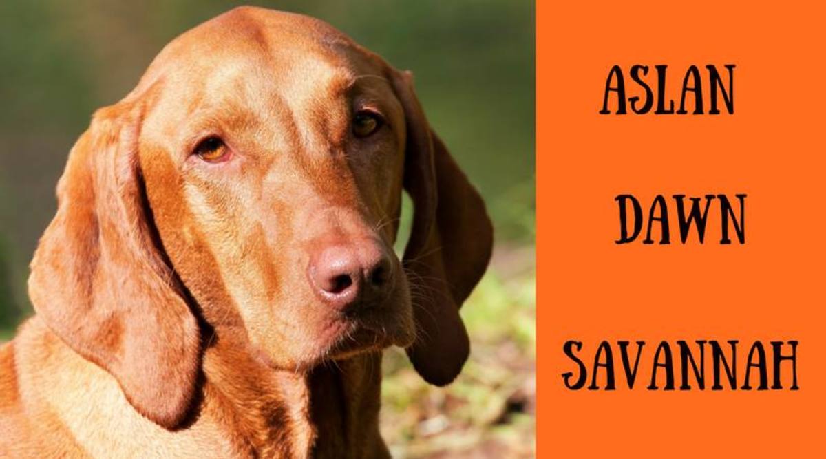 200+ Unique Red and Orange Dog Names PetHelpful