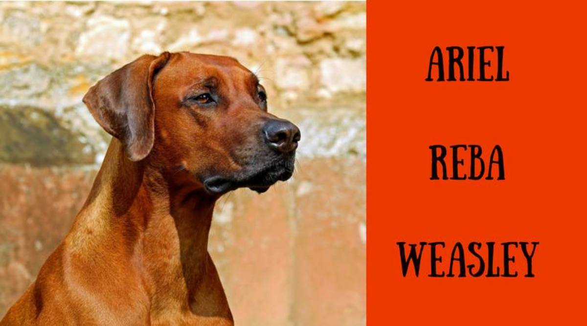 200+ Unique Red and Orange Dog Names PetHelpful