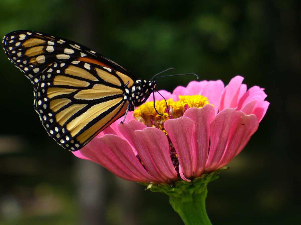 Common Butterflies Seen in the Midwest USA hubpages