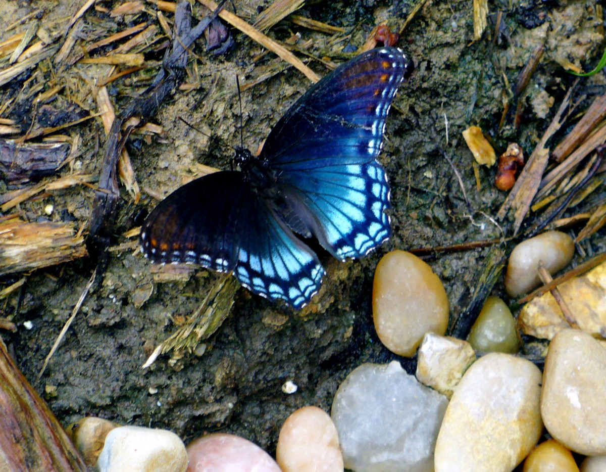 Common Butterflies Seen in the Midwest USA HubPages