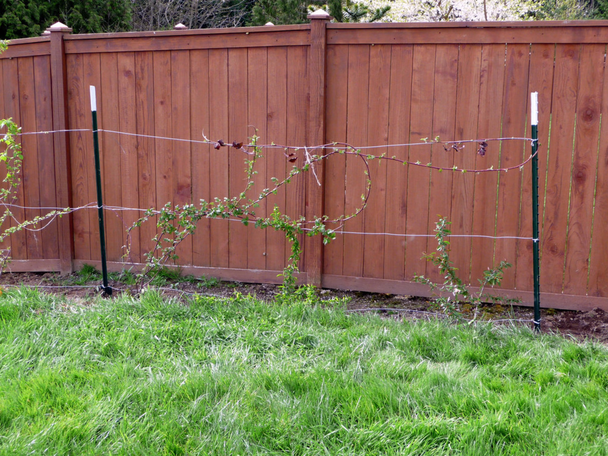 How and When to Plant and Prune Raspberry Bushes Dengarden