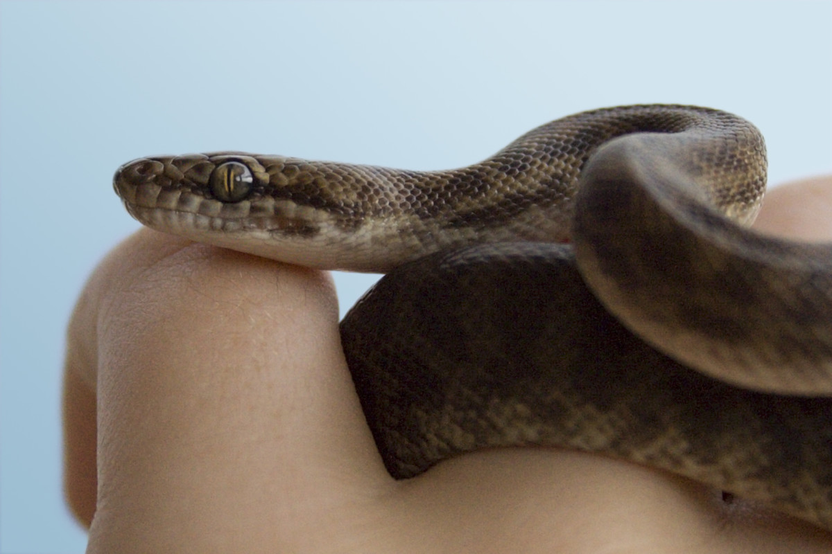 The Smallest Pet Snakes for Beginners With Easy Care PetHelpful