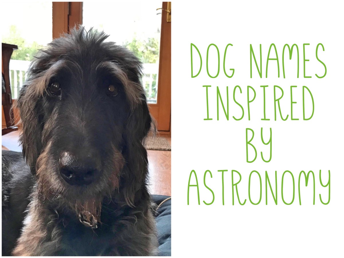 The Ultimate List of 225+ Celestial Dog Names PetHelpful