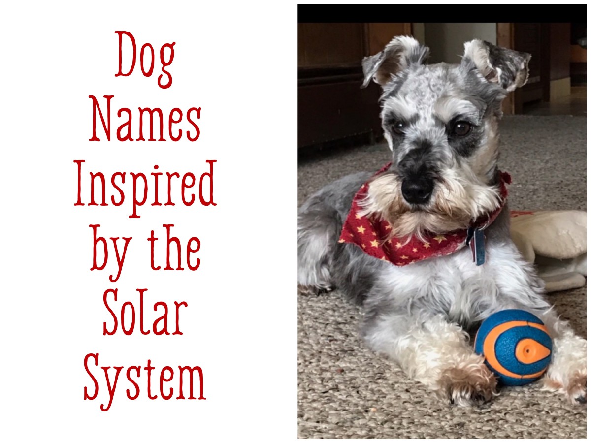 The Ultimate List of 225+ Celestial Dog Names PetHelpful