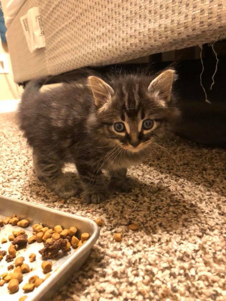 How to Successfully Prepare Your Foster Kittens for Adoption PetHelpful