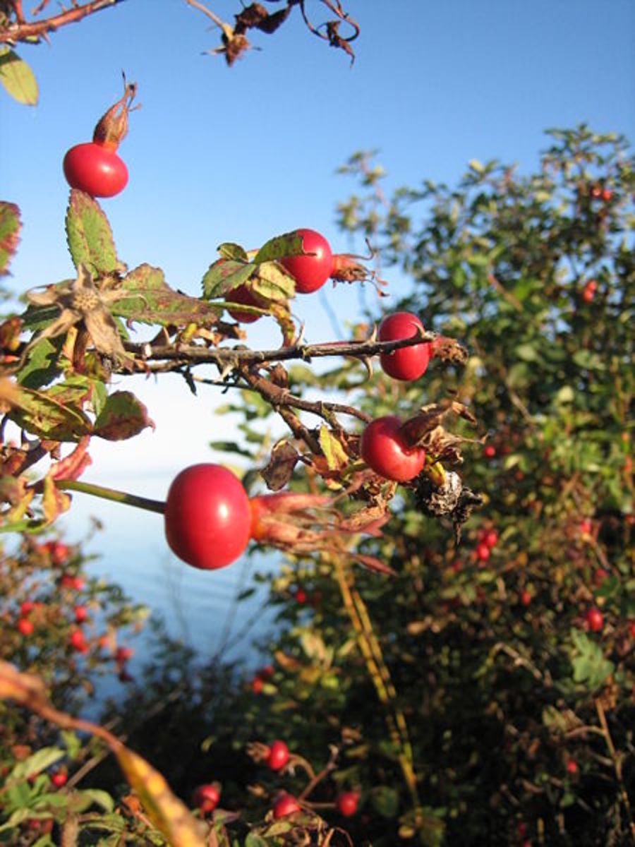 Rosehip oil the uses and benefits of rose hip essential oil hubpages