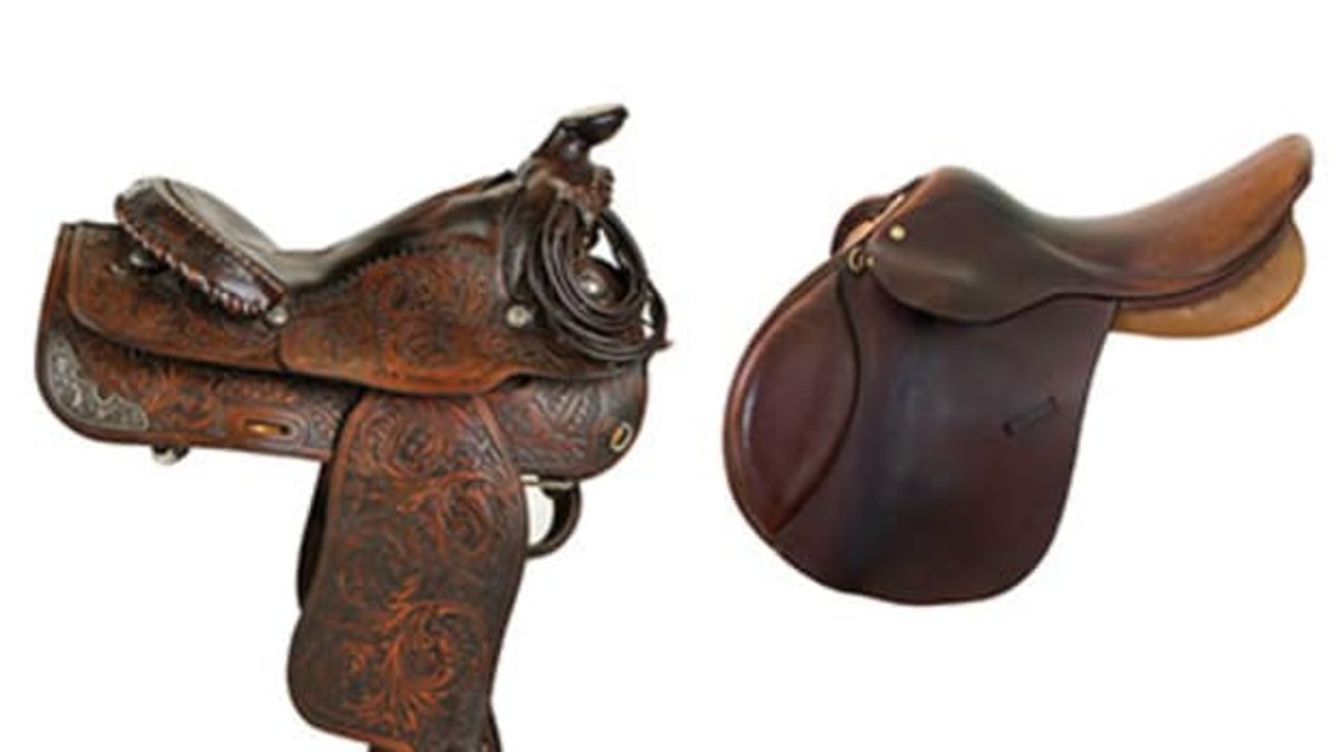 English vs. Western for New Riders PetHelpful