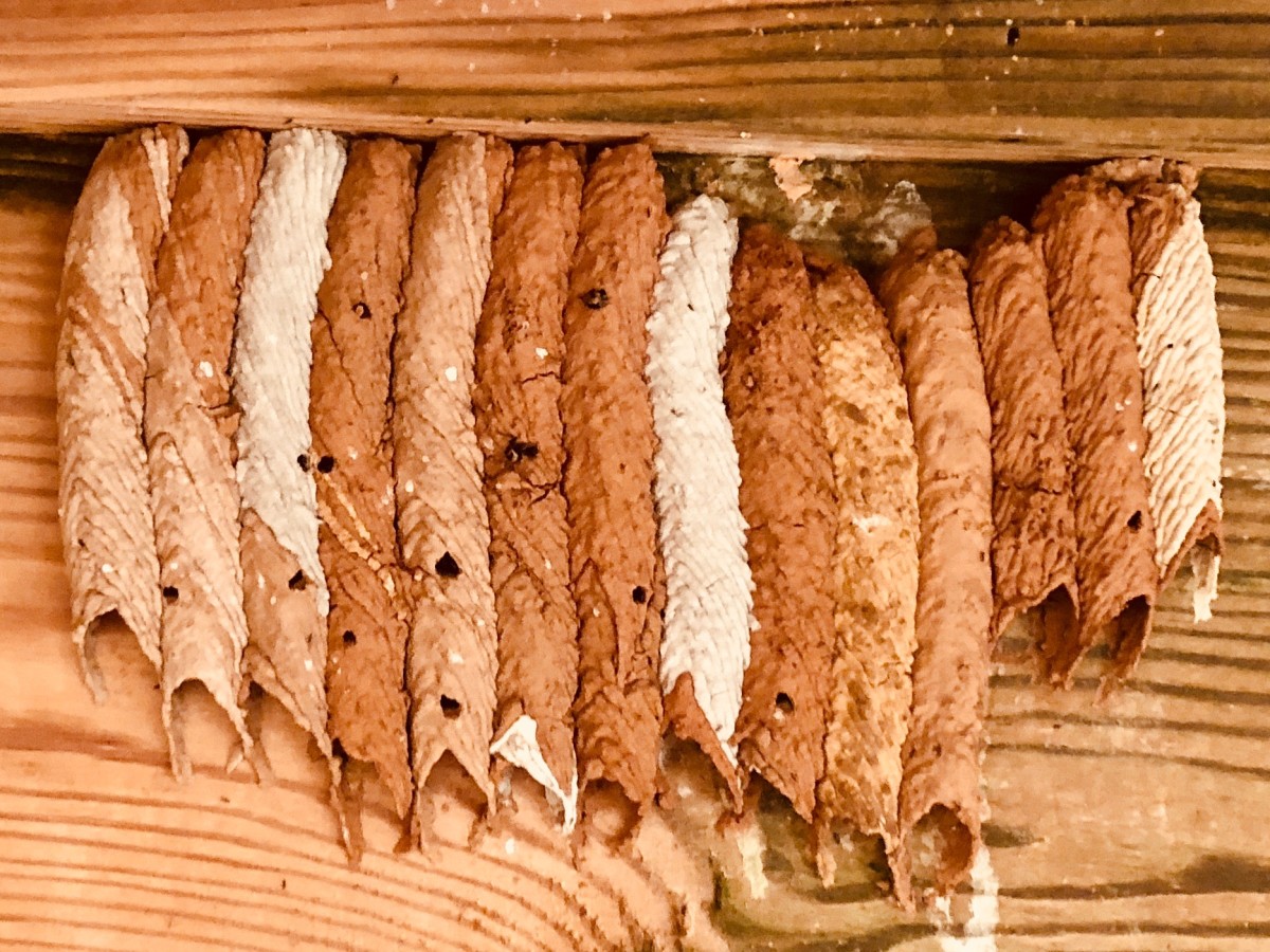 What Are Mud Dauber Wasps and How to Get Rid of Them Dengarden