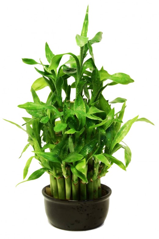 Facts About the Lucky Bamboo Plant Dengarden