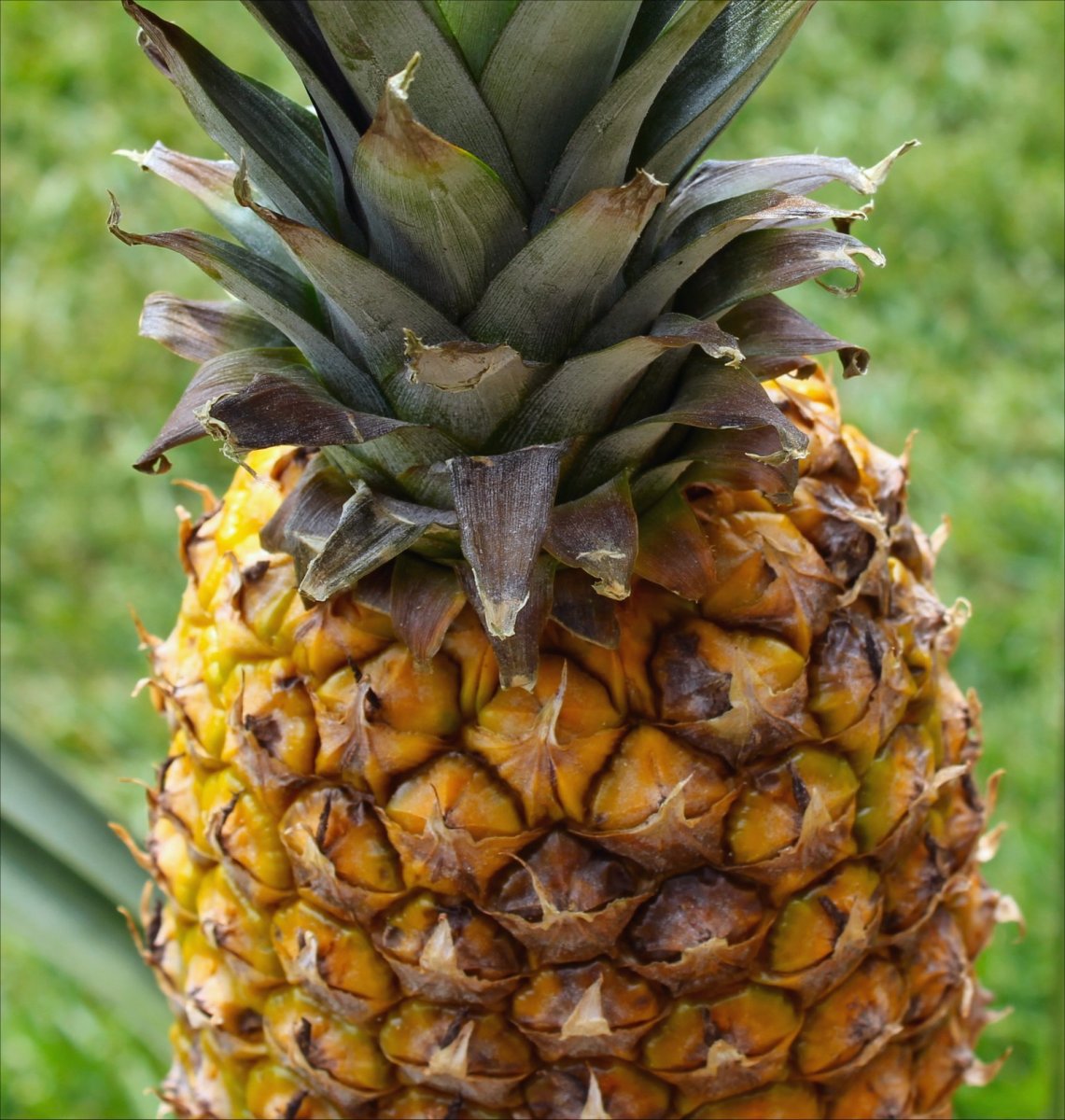 15 Unusual Facts About the Pineapple Owlcation