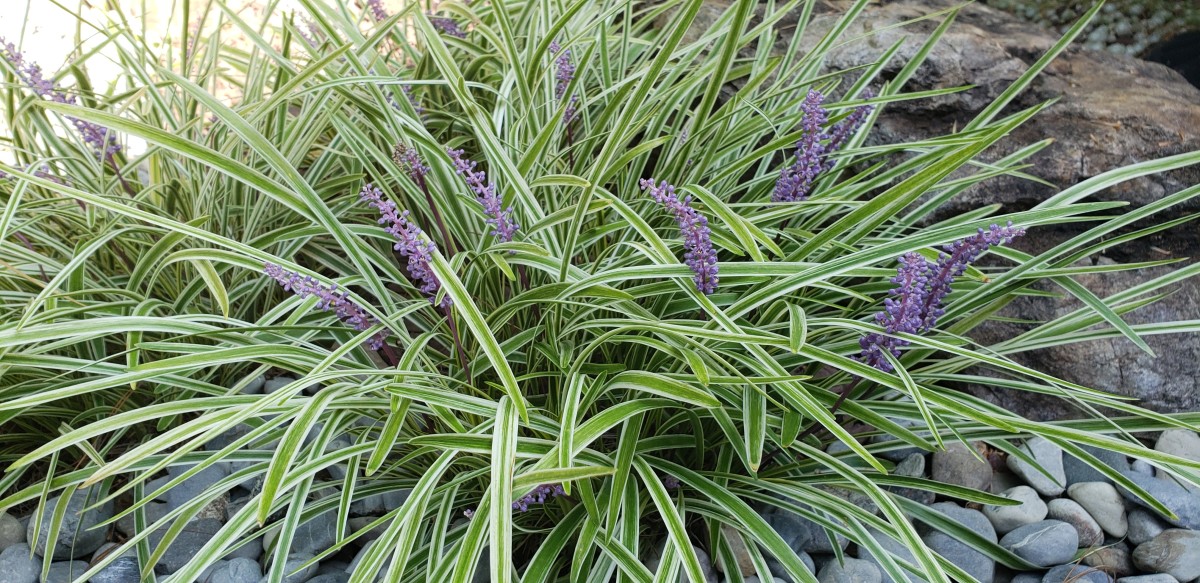 How to Grow Liriope for Fall Color Dengarden