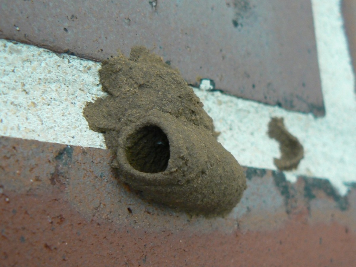 What Are Mud Dauber Wasps and How to Get Rid of Them Dengarden