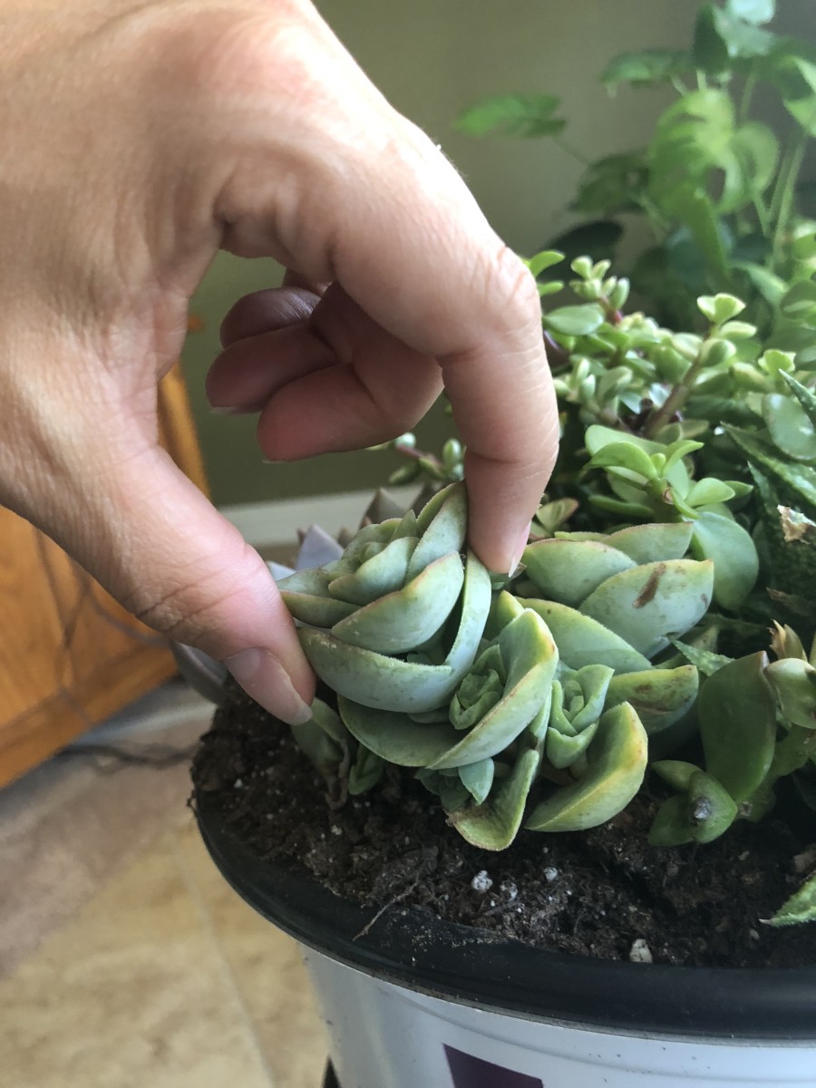How to Propagate Succulents Dengarden