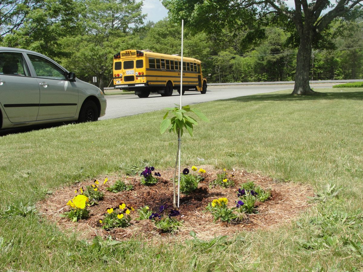 Catalpa Tree Facts, Uses, and Planting Tips Dengarden