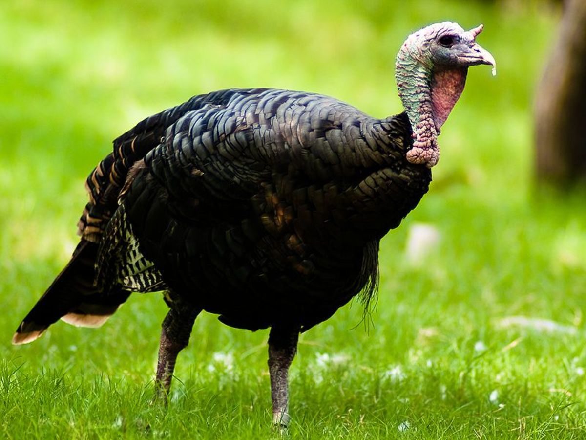 5 Wild Turkey Species Native to North America [photos] HubPages