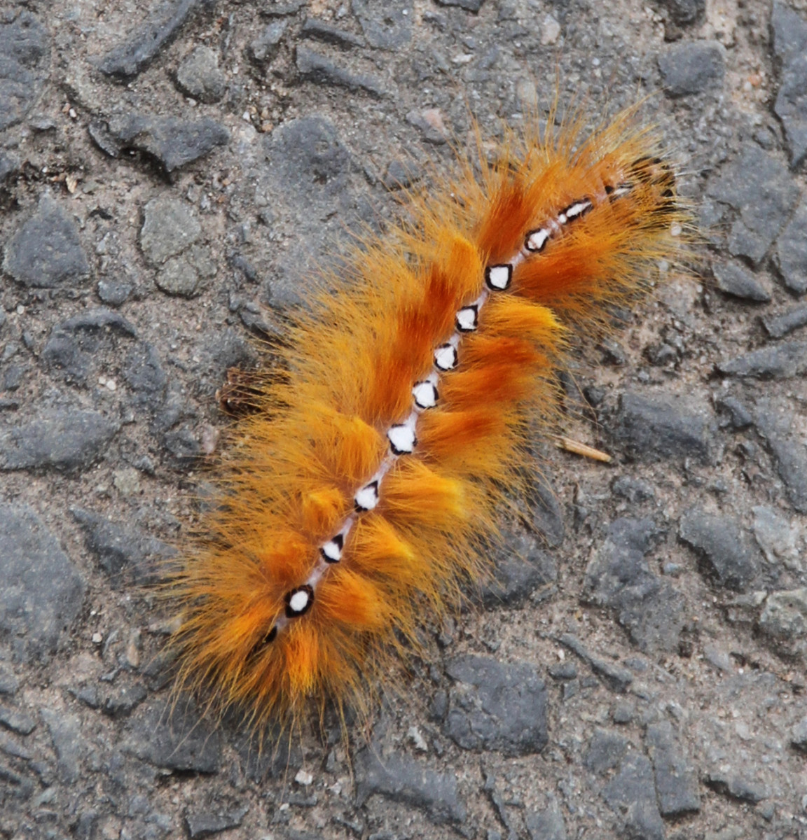 Furry Caterpillars An Identification Guide Owlcation
