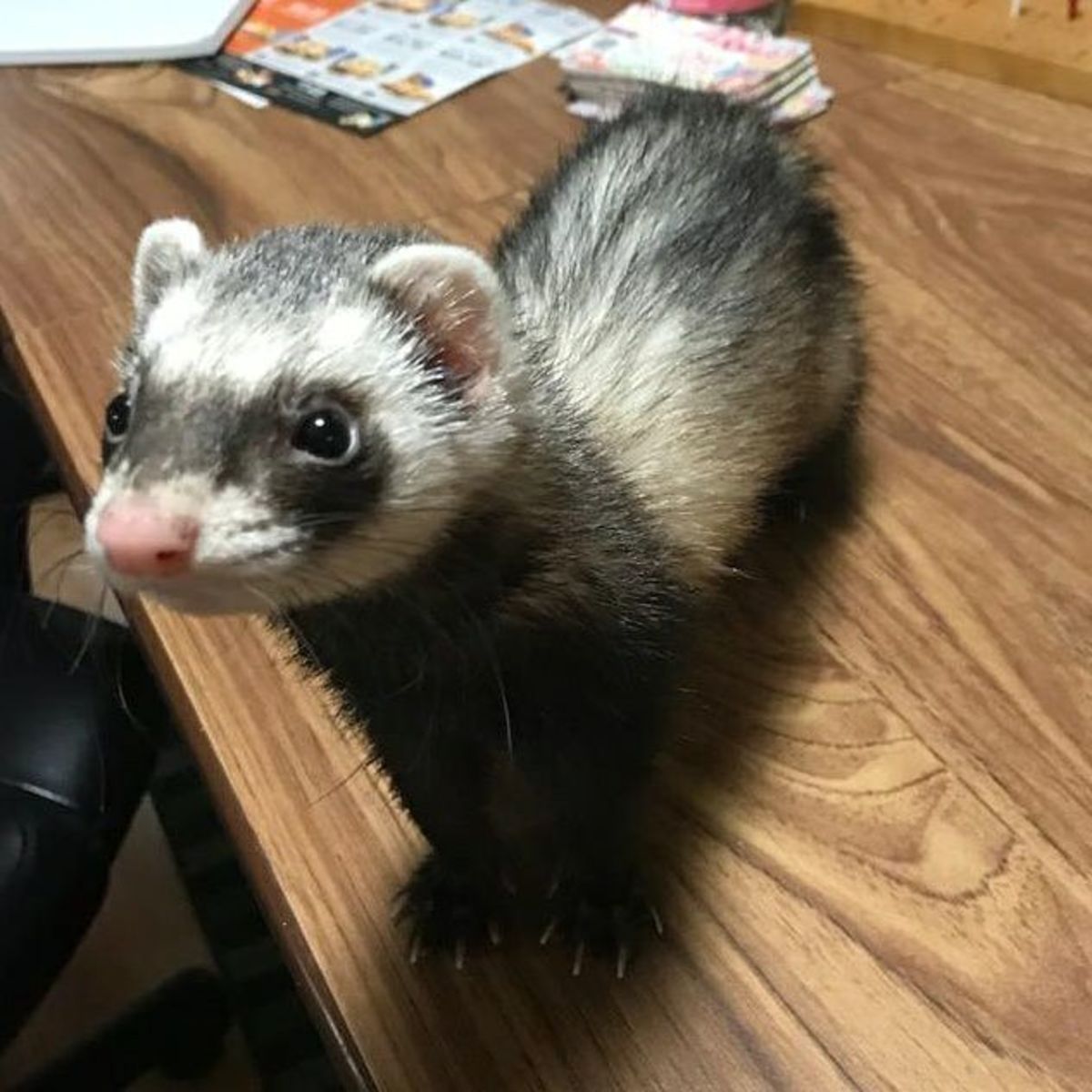 Basic Ferret Care and Facts PetHelpful