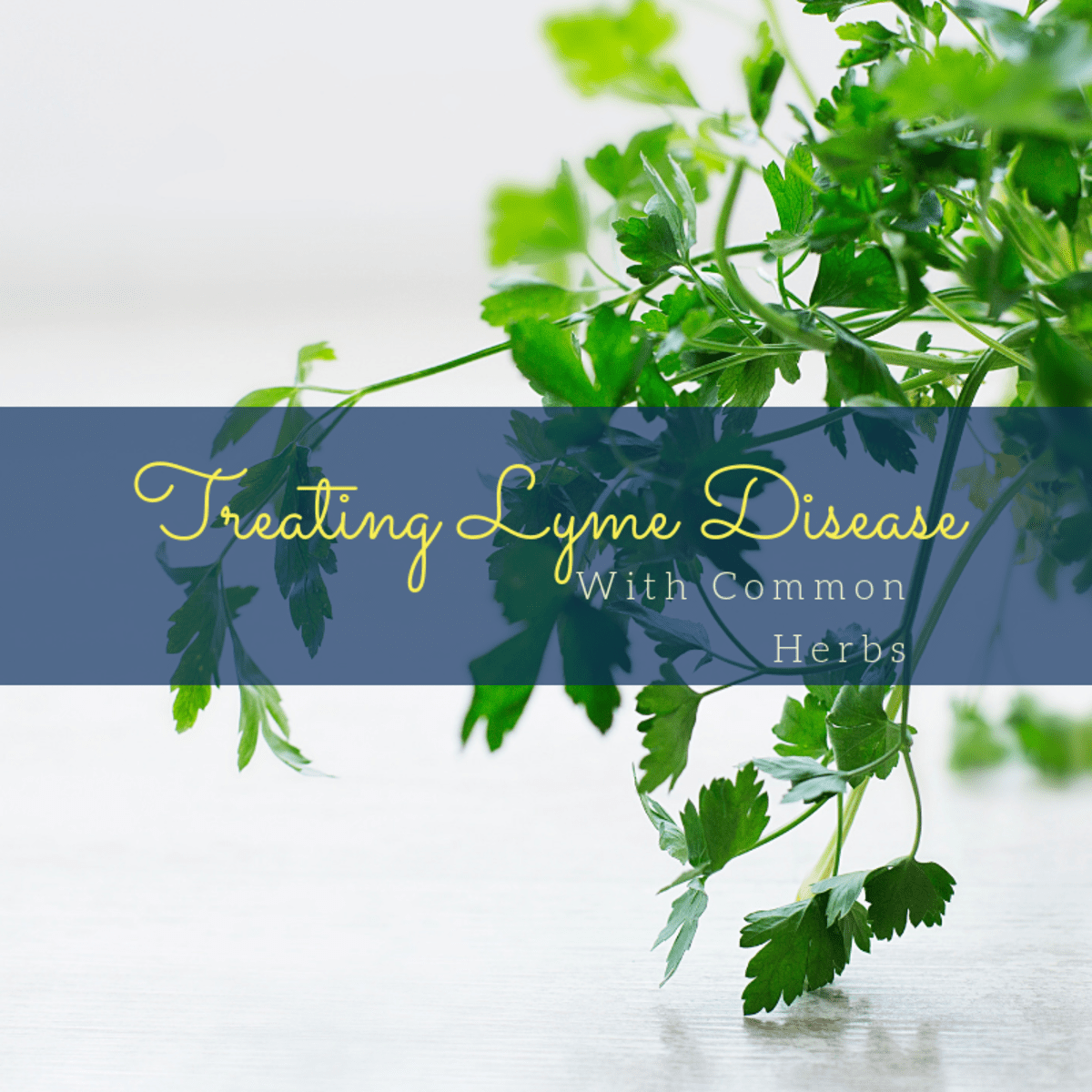 Common Herbs Used To Treat Lyme Disease RemedyGrove