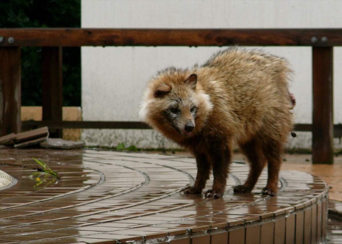 Can You Own a Raccoon Dog as a Pet? PetHelpful
