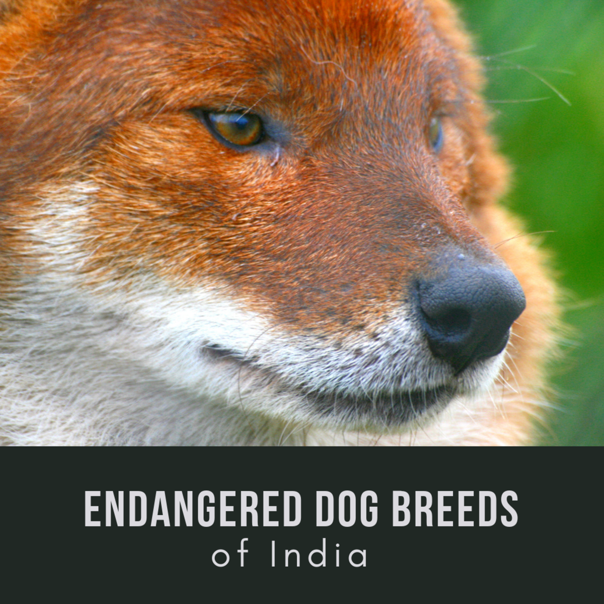 11 Most Dangerous Indian Dogs PetHelpful