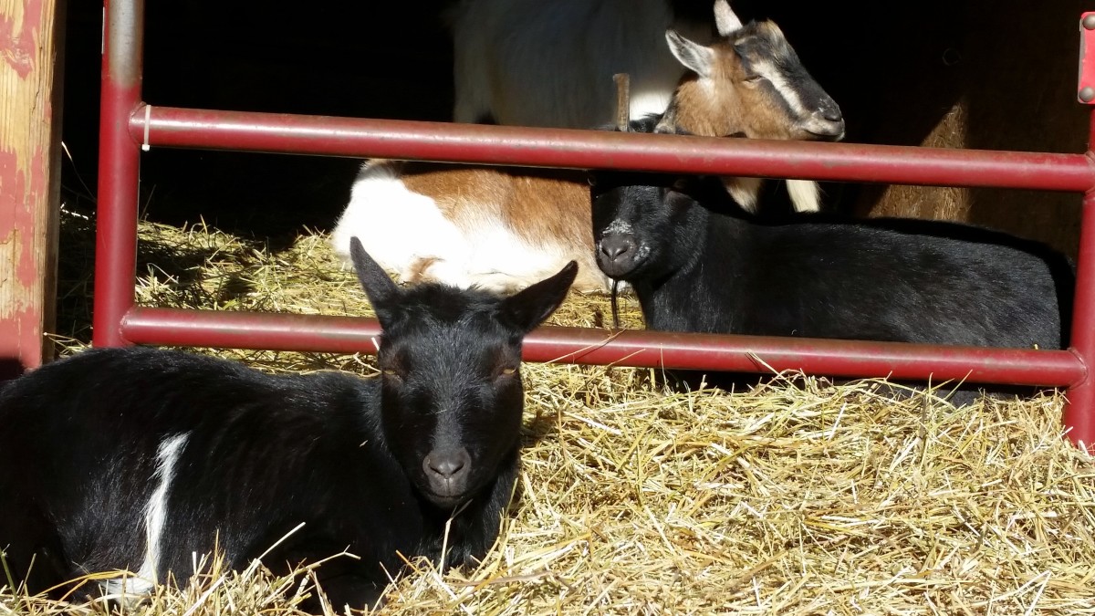 The Pros and Cons of BottleFeeding a Baby Goat PetHelpful